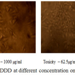 Figure 9: Anticancer activity of PDDD at different concentration on Vero cell line.