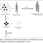 Figure 1: Illustration of Bacillus licheniformis immobilization process by magnetic nanoparticles encapsulated in silica.