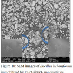 Figure 10: SEM images of Bacillus licheniformis immobilized by Fe3O4@SiO2 nanoparticles.