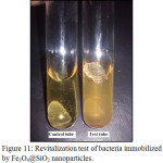 Figure 11: Revitalization test of bacteria immobilized by Fe3O4@SiO2 nanoparticles.