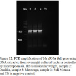 Figure 12: PCR amplification of 16s rRNA full gene using DNA extracted from overnight cultured bacteria controlled by Electrophoresis. 1kb is molecular weight, sample 2: Oualdia, sample 3: Merzouga, sample 3: Sidi Moussa and TN is negative control.