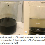 Figure 2: Magnetic separation of iron oxide nanoparticles in solution: (a) Fe3O4 nanoparticles in suspension; (b) precipitation of Fe3O4 nanoparticles after the application of a magnetic field