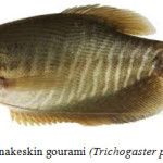 Figure 1: Snakeskin gourami (Trichogaster pectoralis).