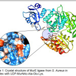 Figure 1: Crystal structure of MurE ligase from S. Aureus in complex with UDP-MurNAc-Ala-Glu-Lys.