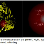 Figure 2: Left: Location of the active site in the protein; Right: active site containing amino acid residues involved in binding.