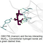 Figure 4: DB01756 (maroon) and the key interacting residues (cyan) in MurESa. Conventional hydrogen bonds are shown as green dashed lines.