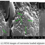 Figure 2: (a), (b) and (c) SEM images of curcumin loaded alginate nanoparticles.