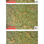 Figure 9: Optical microscopy images (x 150, un-etched state) showing microstructures of W-40 wt.% Cu materials obtained by SPS process in vacuum at (a) 950°C for 5 min, (b) 1000°C for 5 min, and (c) 1050°C for 5 min under pressure of 50 MPa.