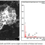 Figure 2: Results of SEM images (left) and EDX curves (right) on solids of bidara leaf extract.