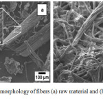 Figure 3: Surface morphology of fibers (a) raw material and (b) cellulose after bleaching.
