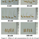 Figure 2:  Effect of  salt concentration (20, 40, 60, 80 and 100mM NaCl) on  rice shoot-lengths of  rice-seedlings (5 days old).