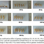 Figure 5: The combination effect of gamma irradiation (20, 40, 60, 80, 100, 150, 300 and 500 Gy)  and salt concentration (20mM NaCl) on  rice shoot-lengths of rice-seedlings (5 days old). 0 Gy mean treating with no gamma irradiation.