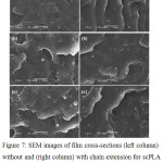 Figure 7: SEM images of film cross-sections (left column) without and (right column) with chain extension for scPLA/PBS weight ratios of (a) 100/0, (b) 95/5 and (c) 90/10 (All bar scales = 5.0 mm).