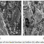 Figure 6: SEM images of rice husk biochar (a) before (b) after adsorption.