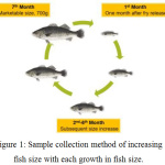 Figure 1: Sample collection method of increasing fish size with each growth in fish size.