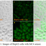 Figure 11: Images of HepG2 cells with MC4 sensor. 
