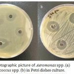 Figure 7: Photographic picture of Aeromonas spp. (a) and Staphylococcus spp. (b) in Petri dishes culture.