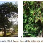 Figure 1: Male (A) and Female (B) A. bunius trees at the collection site in Laguna, Philippines.