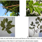 Figure 2: Male (A) and Female (B) leaves and flowers of the collected A. bunius plants. Voucher specimens of the Male (C) and Female (D) collected plant samples.