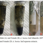 Figure 3: Male (A) and Female (B) A. bunius leaf ethanolic (80%) extracts. Male (C) and Female (D) A. bunius leaf aqueous extracts.