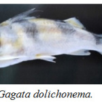 Figure 2: Gagata dolichonema.