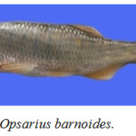 Figure 4: Opsarius barnoides.