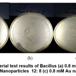 Figure 12: Antibacterial test results of Bacillus (a) 0.8 mM Au Nanoparticles 10:10 0.8 mM Au Nanoparticles  12: 8 (c) 0.8 mM Au nanoparticles 14: 6