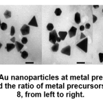 Figure 8: TEM image of Au nanoparticles at metal precursor concentration of 0.4 mM and 0.8 mM, and the ratio of metal precursors: extract 10:10 and 12: 8, from left to right.