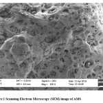 Figure1:Scanning Electron Microscopy (SEM) image of AMS