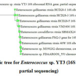 Figure 1: Phylogenetic tree for Enterococcus sp. YT3 (16S ribosomal RNA gene, partial sequencing)