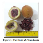 Figure 1: The fruits of Ficus Aurata