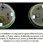 Figure 2: Zone of inhibition of compound 13 against different bacteria