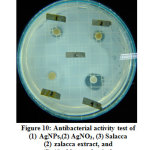 Figure 10: Antibacterial activity test of (1) AgNPs, (2) AgNO3, (3) Salacca zalacca extract, and (4) chloramphenicol.