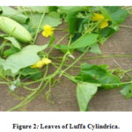 Figure 2: Leaves of Luffa Cylindrica.