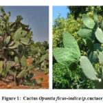 	  Figure 1:  Cactus Opuntia ficus-indica (p­­.cuctaceae) plant.