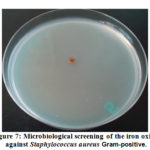 Figure 7: Microbiological screening of the iron oxide  against Staphylococcus aureus Gram-positive.