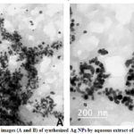 Figure 12: TEM images (A and B) of synthesized Ag NPs by aqueous extract of D.viscose. leaves.