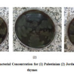 Figure 7: Minimum Bacterial Concentration for (1) Palestinian (2) Jordanian (3) Syrian thymes