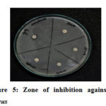 Figure 5: Zone of inhibition against S. aureus 