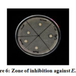 Figure 6: Zone of inhibition against E. coli