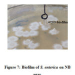 Figure 7: Biofilm of S. enterica on NB agar.
