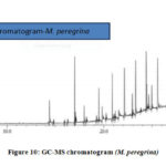 Figure 10: GC-MS chromatogram (M. peregrina)