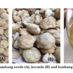 Figure 1: Lumbang seeds (A), kernels (B) and lumbang oil (C)