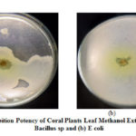 Figure 2: Inhibition Potency of Coral Plants Leaf Methanol Extract against (a) Bacillus sp and (b) E coli