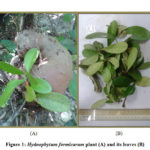 Figure 1: Hydnophytum formicarum plant (A) and its leaves (B)