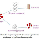 Figure 11: Schematic diagram represents the common possible intra molecular mechanism of synthesis of nanoparticles