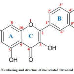               Figure 4: Numbering and structure of the isolated flavonoid quercetin