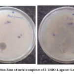Figure 10b: Inhibition Zone of metal complexes of 2-THIO-L against S.aureus and E.coli