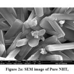 Figure 2a: SEM image of Pure NHT,