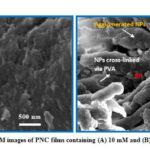 Figure 3: SEM images of PNC films containing (A) 10 mM and (B) 100 mM Cu2O